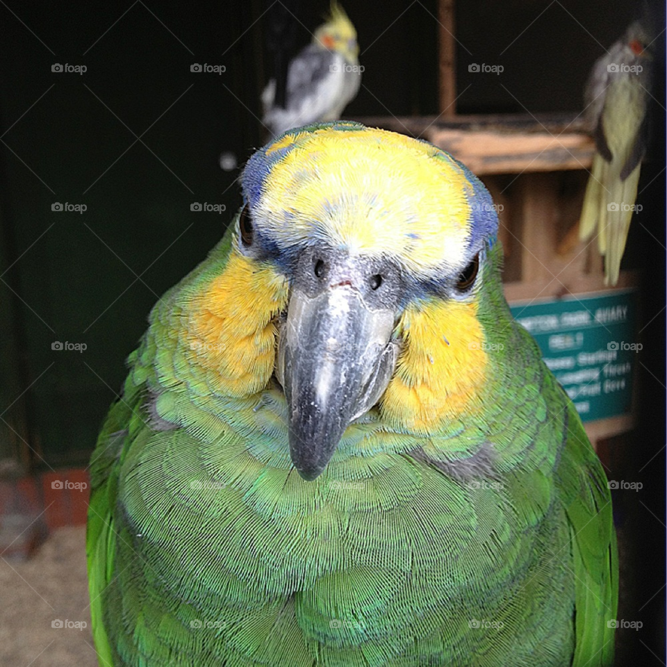 newcastle under lyme. uk. green bird feathers by all_things_art