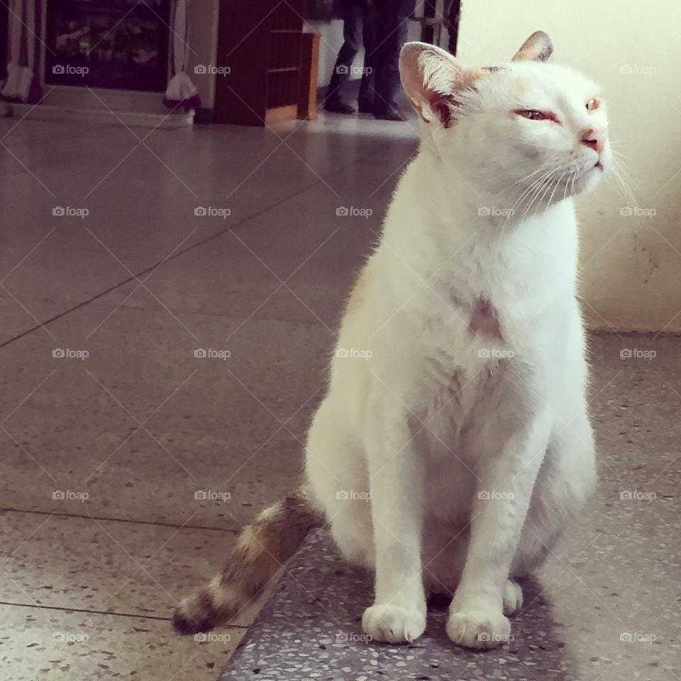 Cat in the Songkhla city hall, Thailand