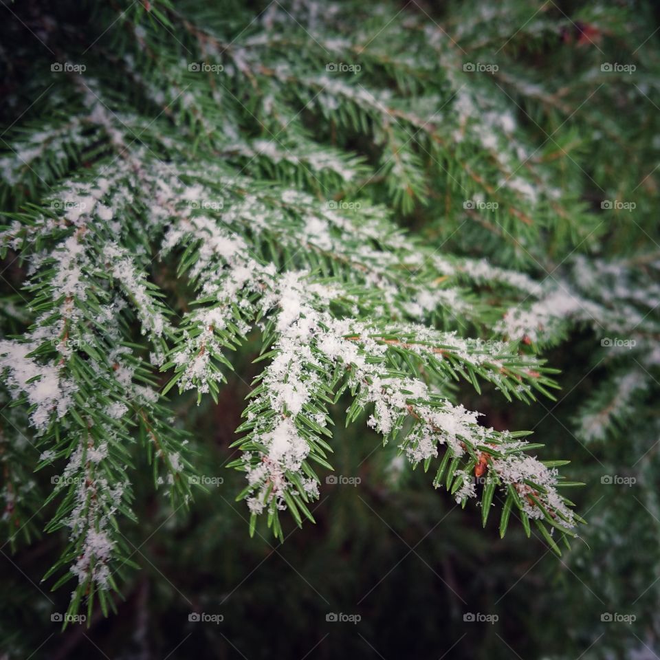 Snow on spruce