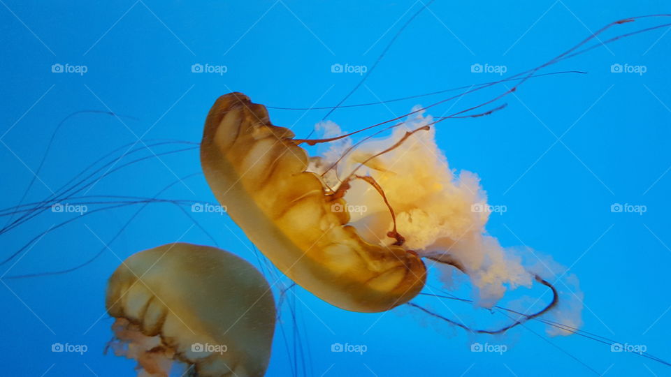 Jellyfish HD 2