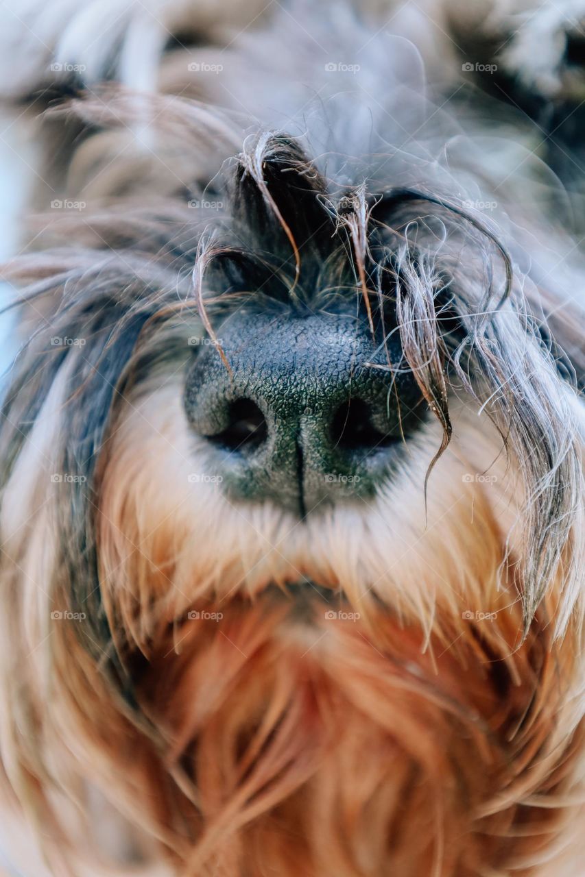 Close up of a dogs nose 