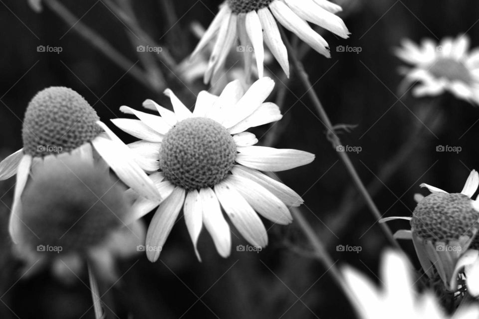 Macro photo of flowers in dark