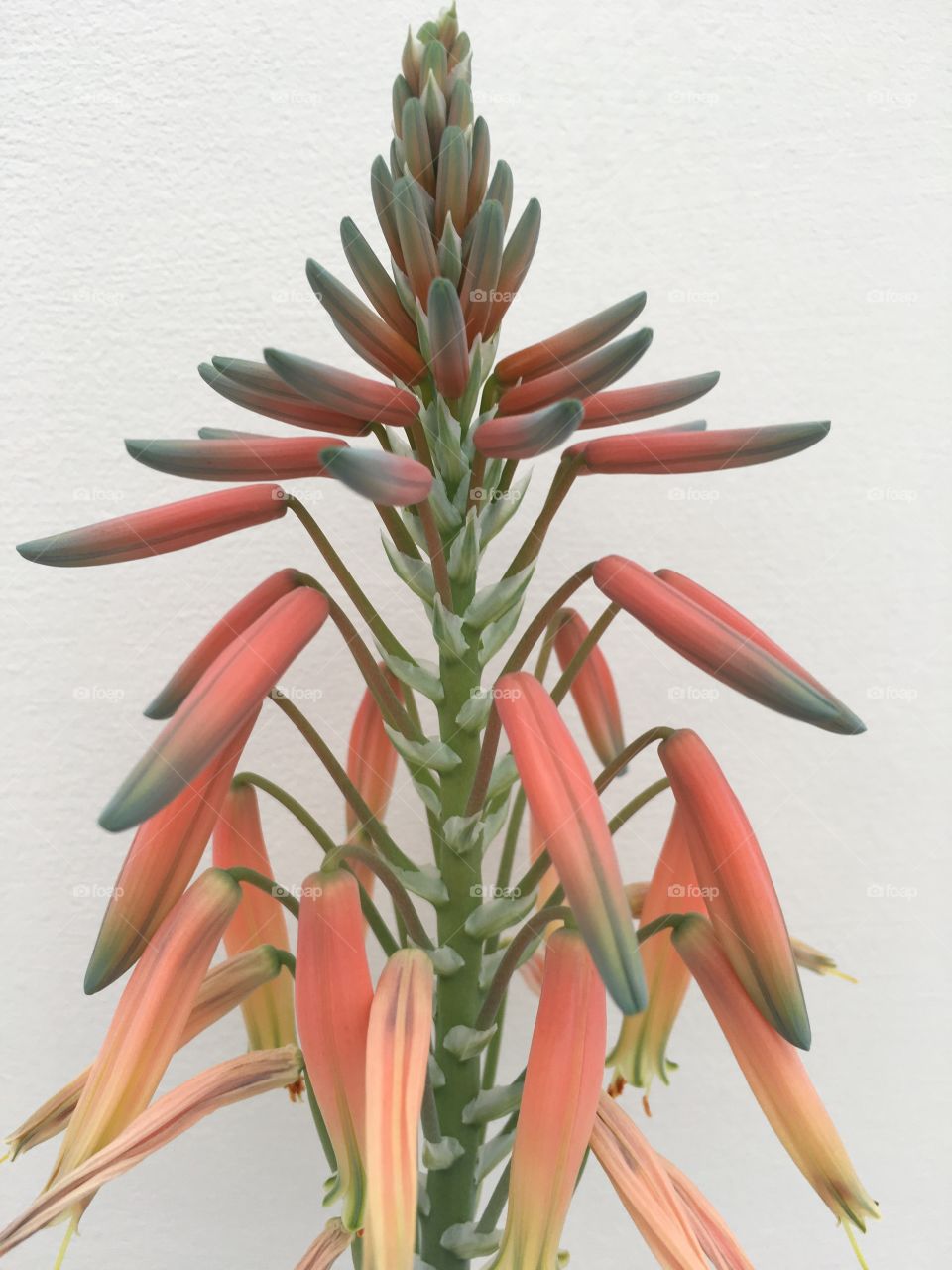 Aloe Vera flower 