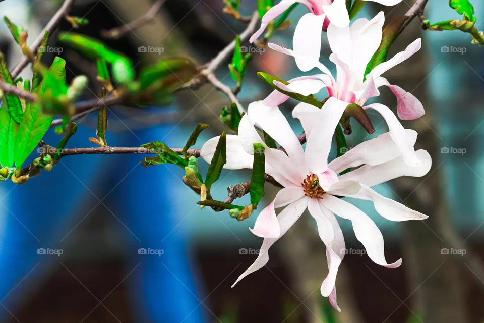 spring flowers