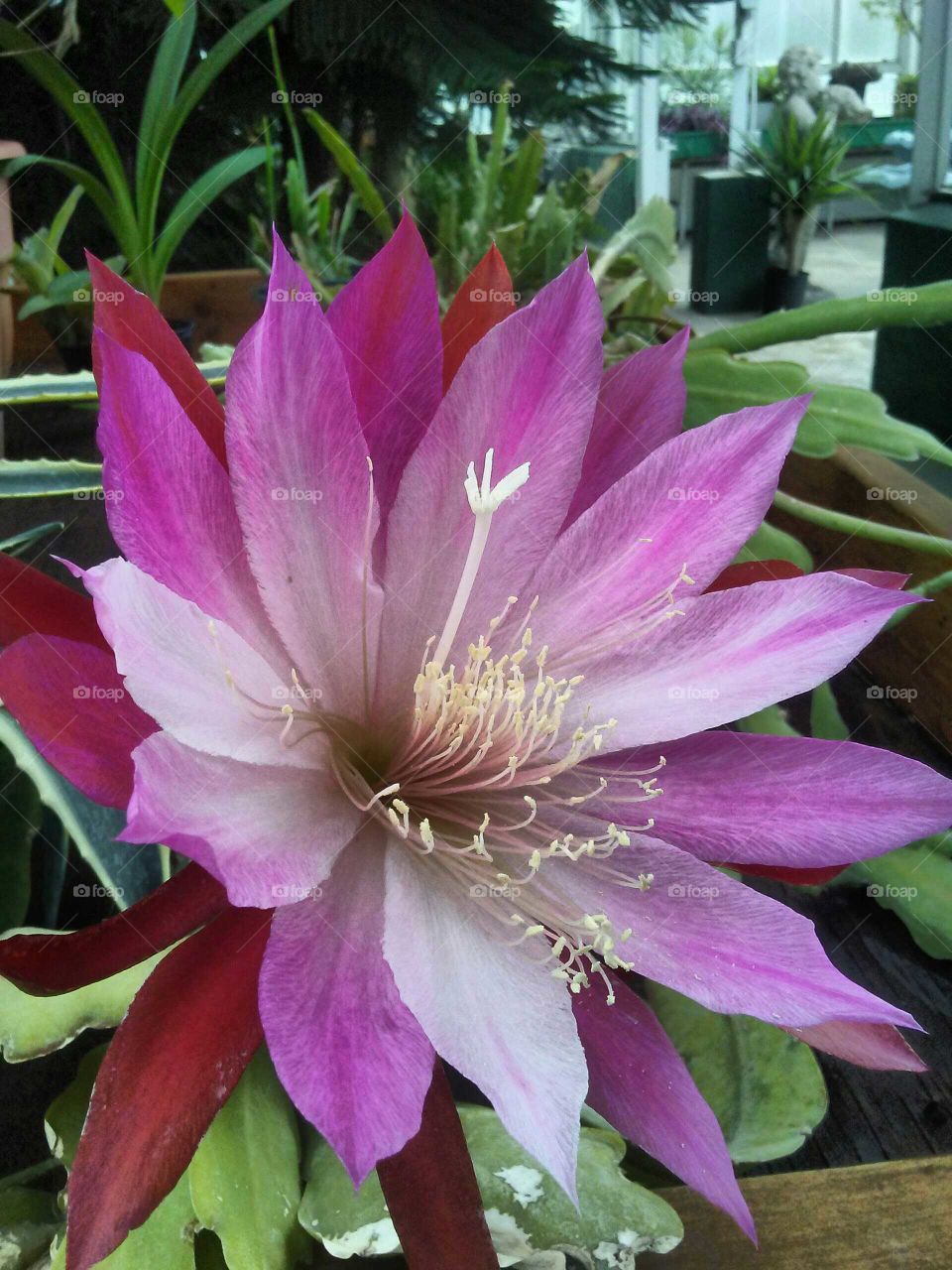 jungle cactus in bloom