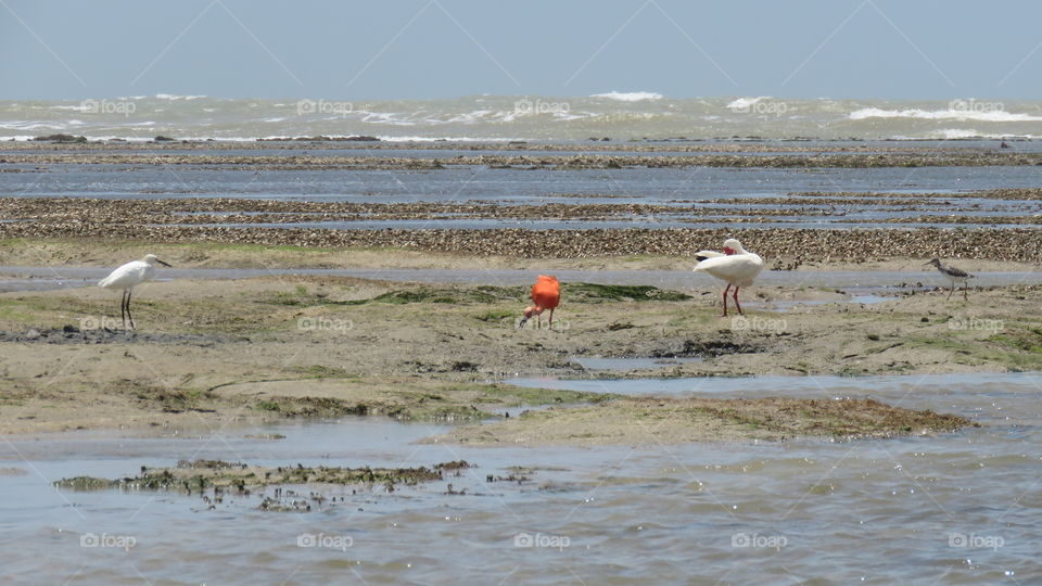 White Egret, Scarlet Ibis and White Ibis - Garceta, Corocoro y Garza Blanca