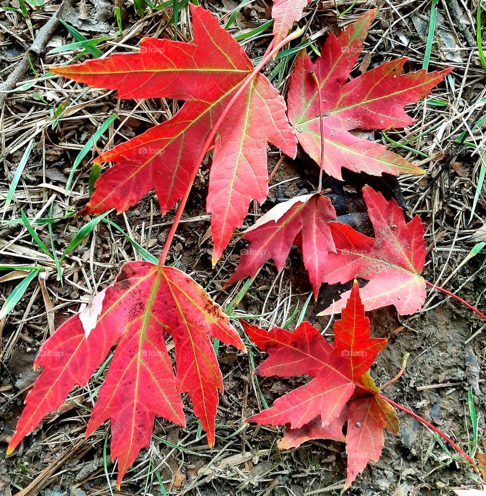 Maple leaves