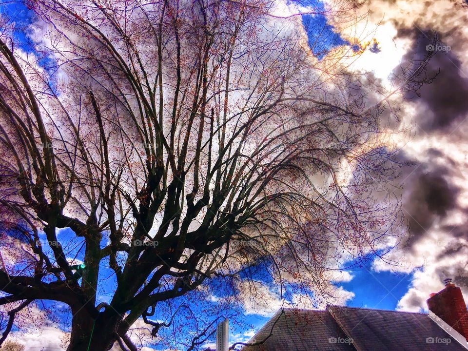 Big clouds behind the tree