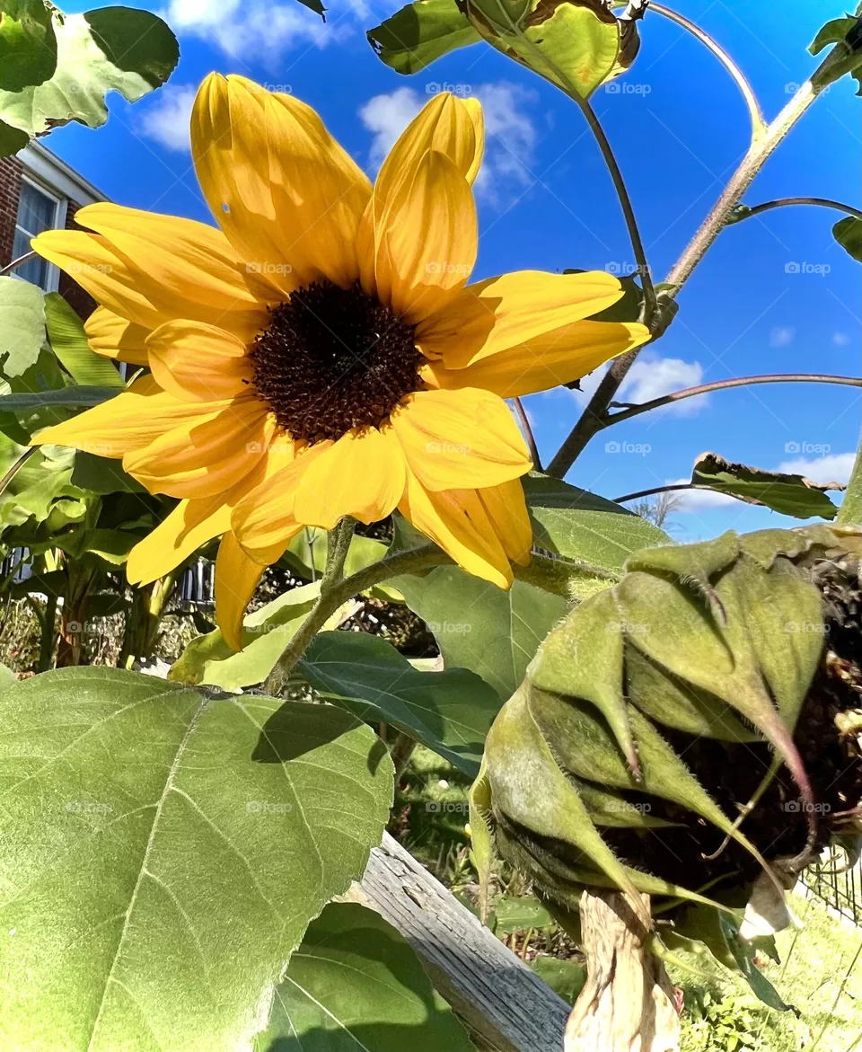 Sunflower 