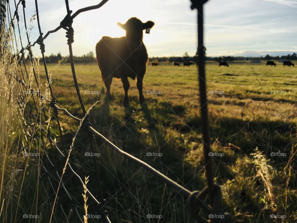 And then there was one