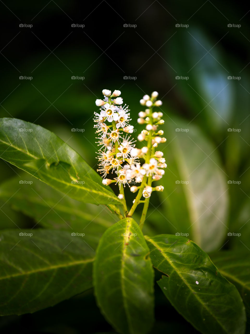 Nature, Leaf, Flower, Flora, No Person