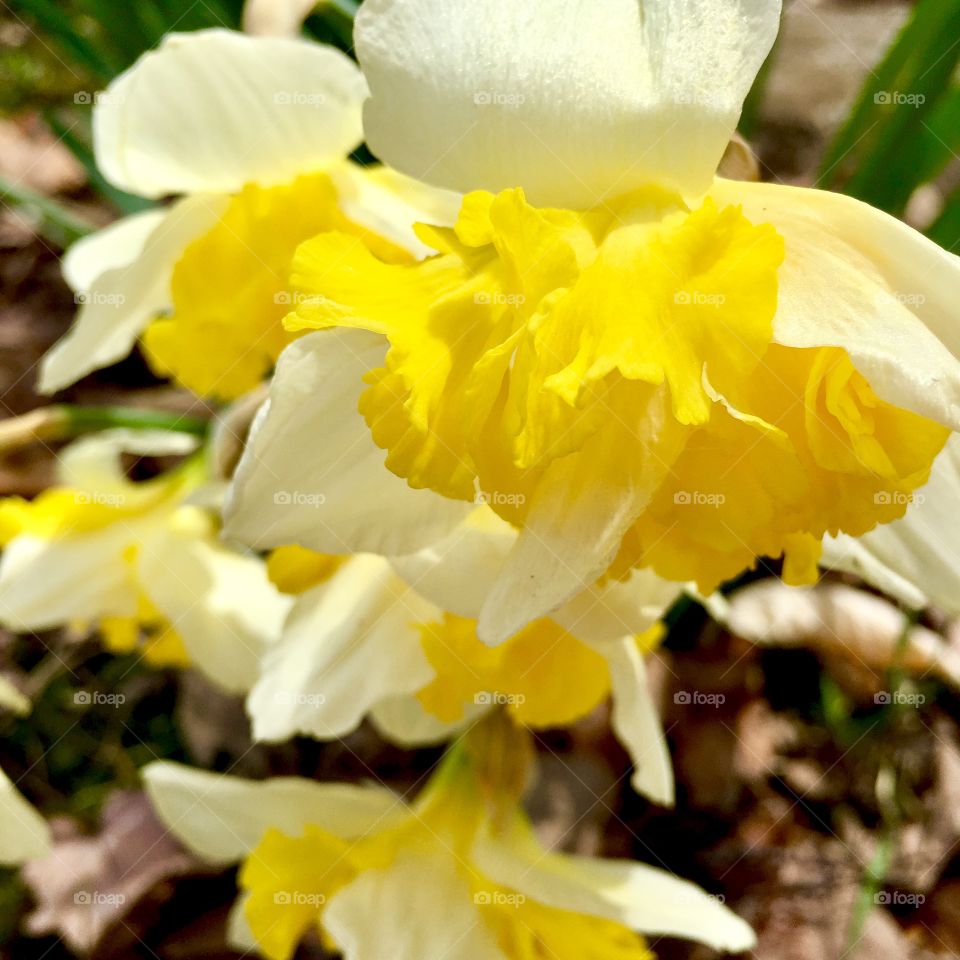 Finally, daffodils 