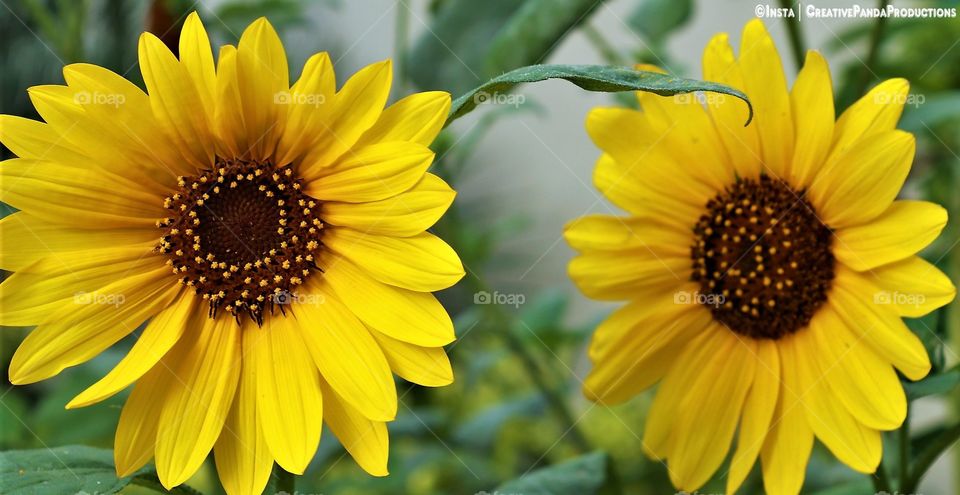 Beautiful Flower Poster, Flower Wallpapers, Flower Calender, Flower Screen Saver, Beatiful Flower, Sunflowers