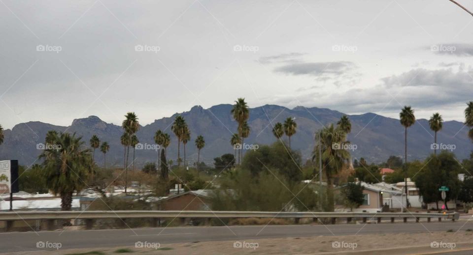 Palin trees in front of the mountain view
