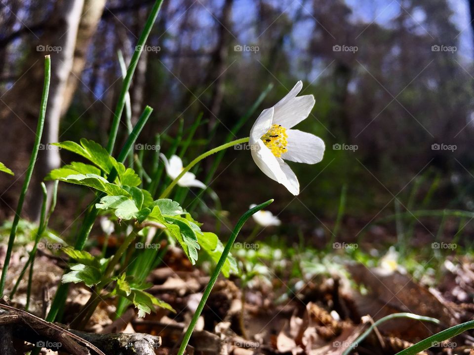 White anemone on the edge of a forest