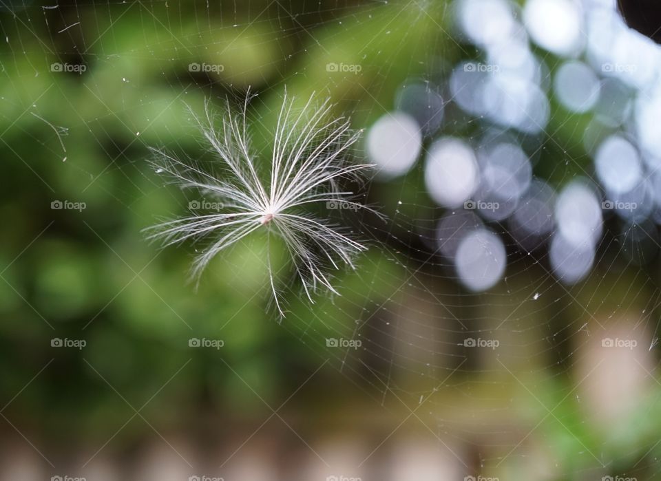 fairy caught in web