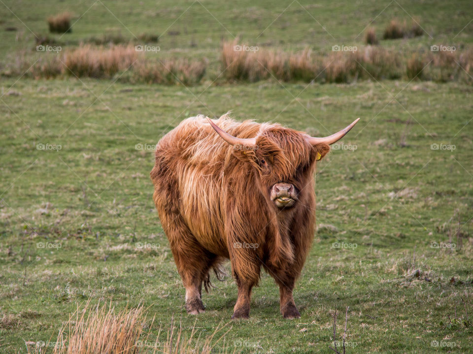 Highland cow 