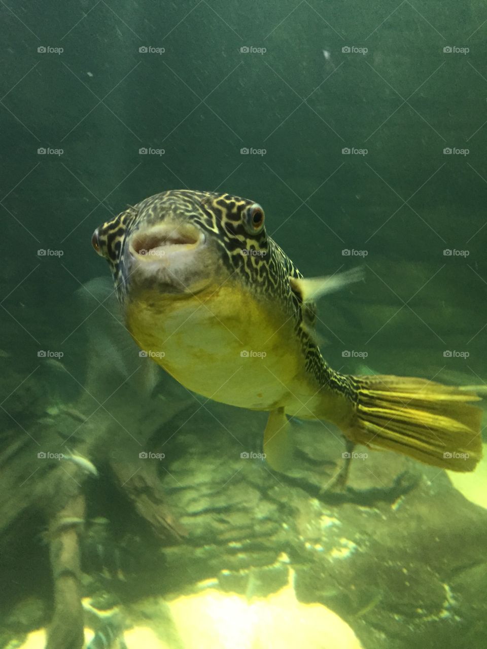 Pufferfish smiling