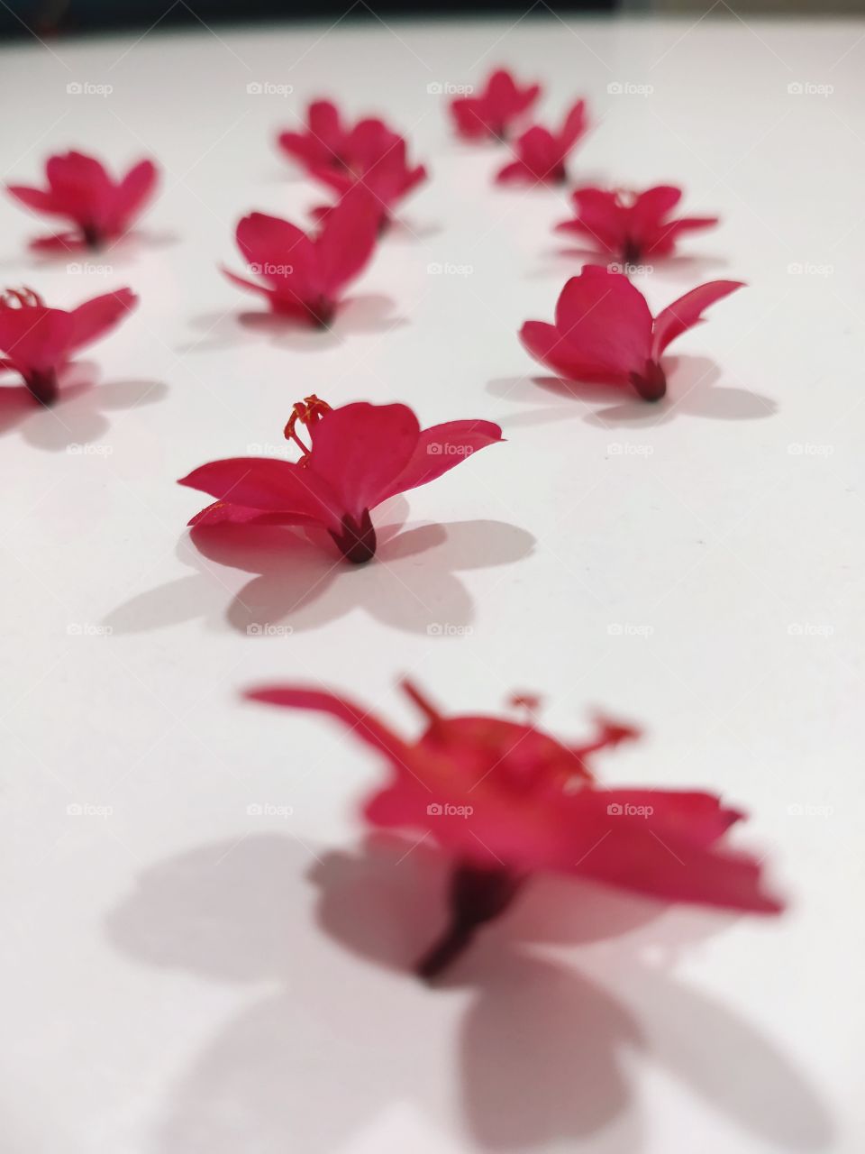 Shadows always gives a new definition for beauty, flowers giving new look in shadows