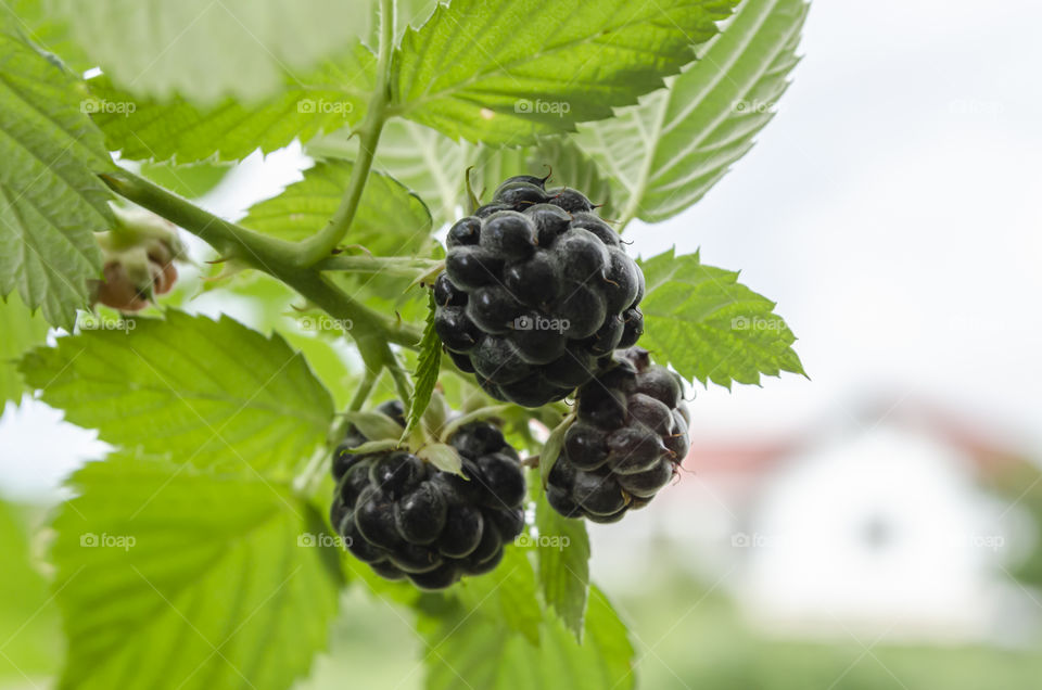 Rubus Occidentalis On Branch