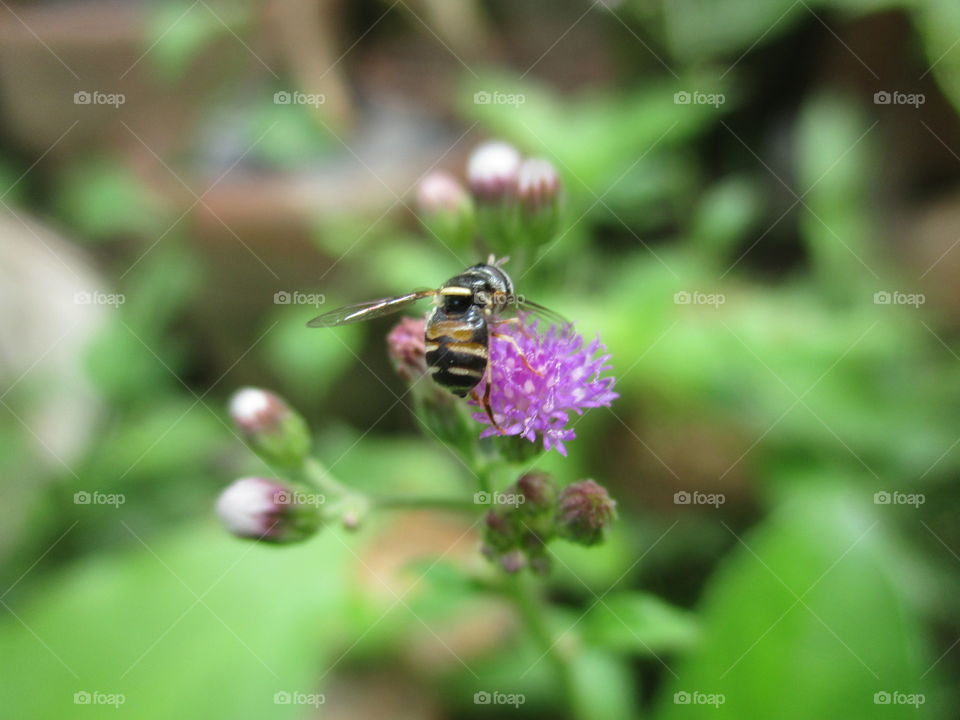 Bee on flowers