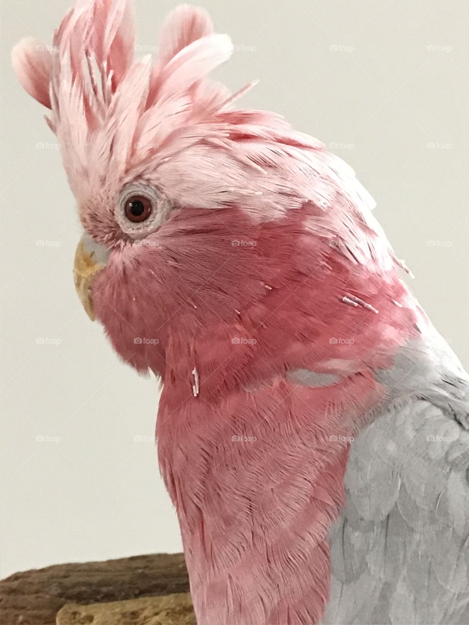 Pink parrot 