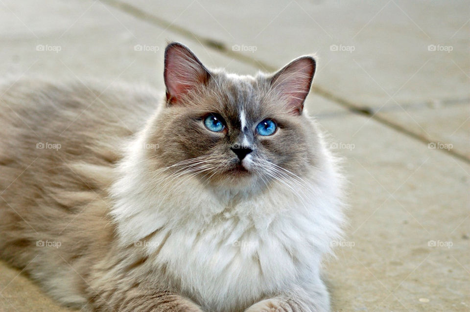 blue cat eyes breed by mmcook