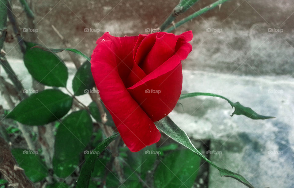 Blooming red rose.