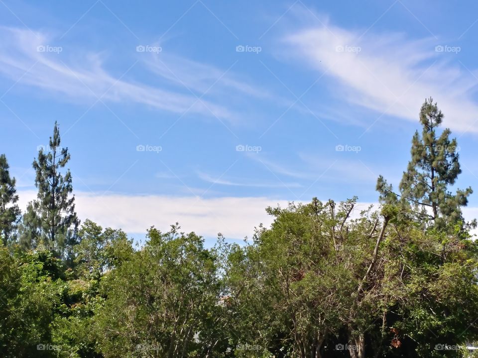 Pines and Wispy Clouds