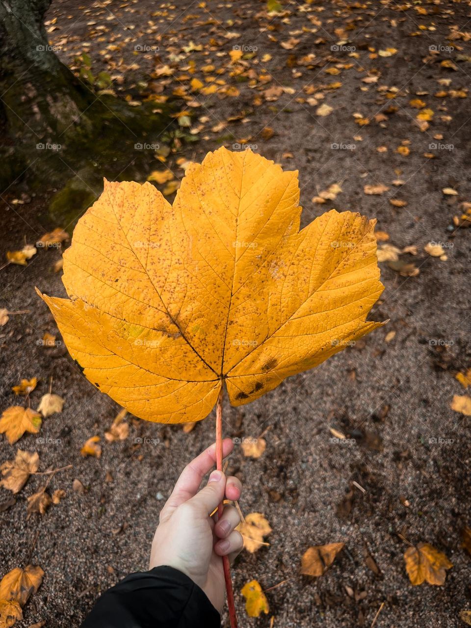 Woman holding a yellow or orange leaf