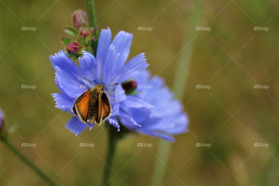 moth on a flower