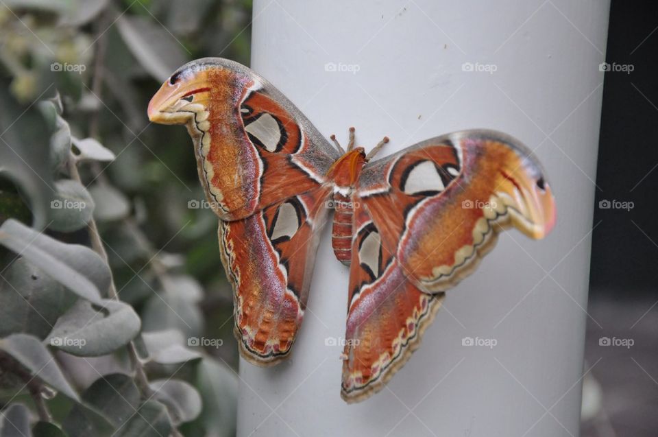 Huge Butterfly On Pole.