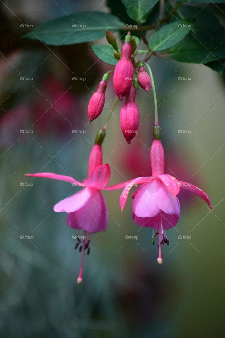 Pink Fuchsia