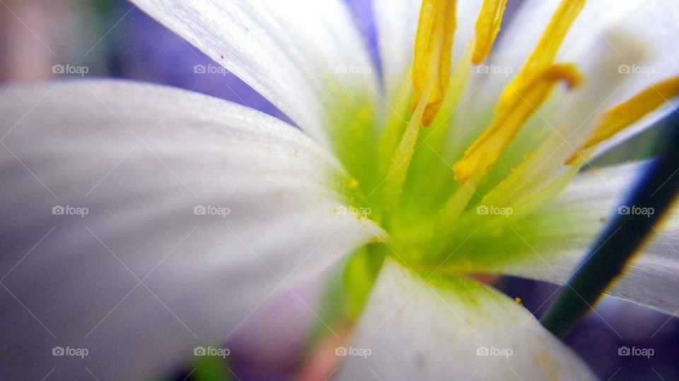 Amazing Macro Floral