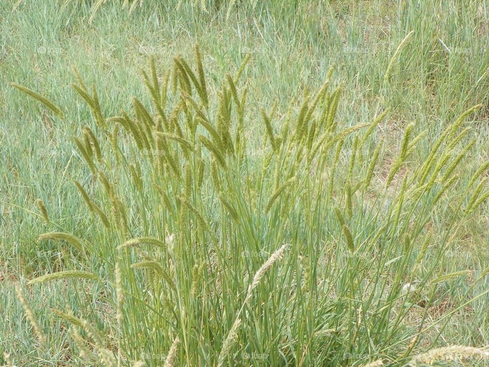 Not sure if its wheat or wild grass… I call it wild grass because its not in a farmers field, its on a hill just on the outskirts of Medicine Hat, Alberta, Canada