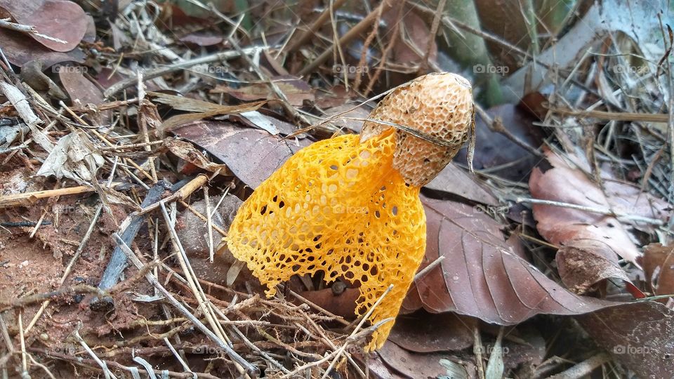Wild mushrooms ( Phallus indusiatus)