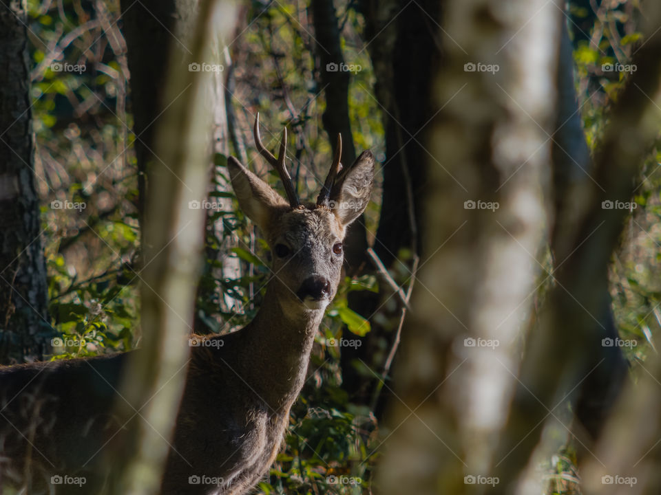 Young deer