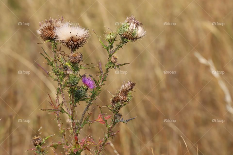 Dry flowers in summertime 