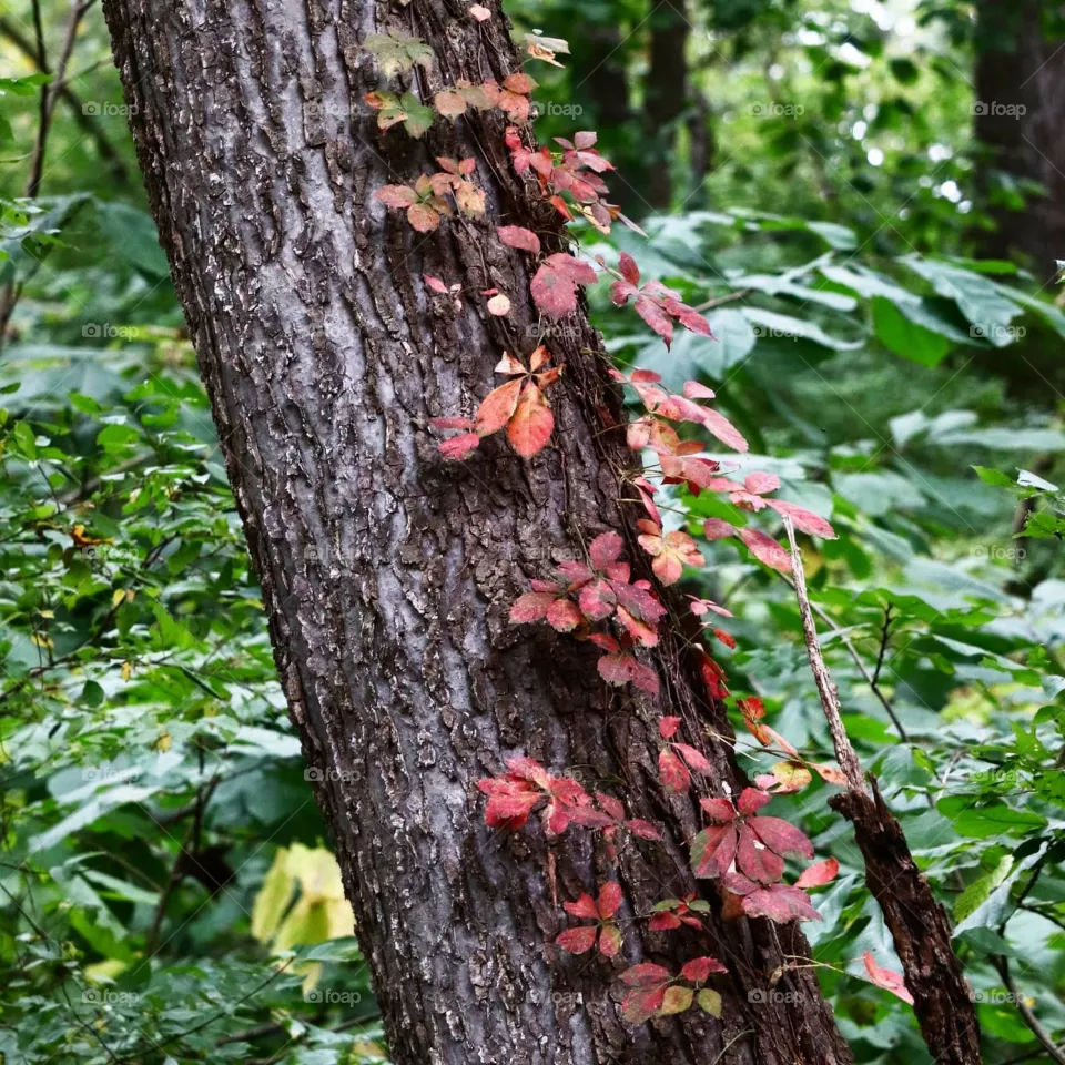 red leafs