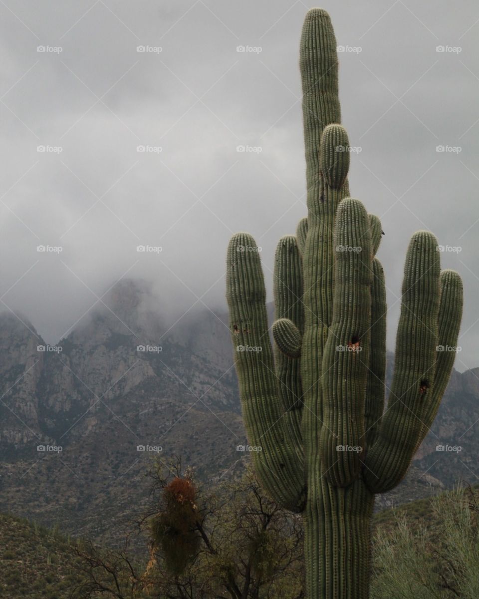 pre storm saguaro