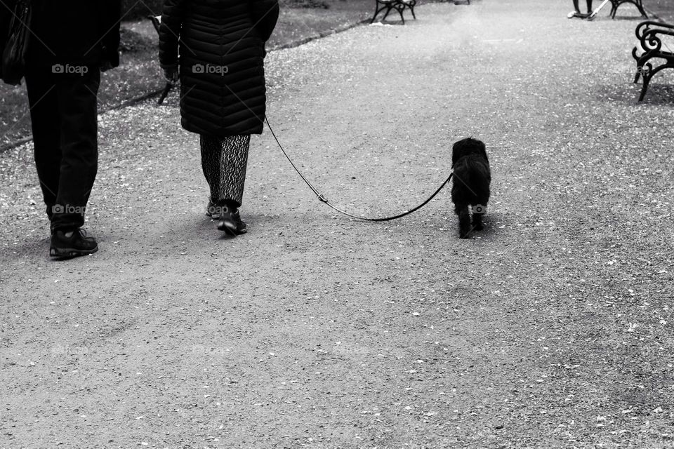 Two people walk with a dog on a leash on a footpath with park benches