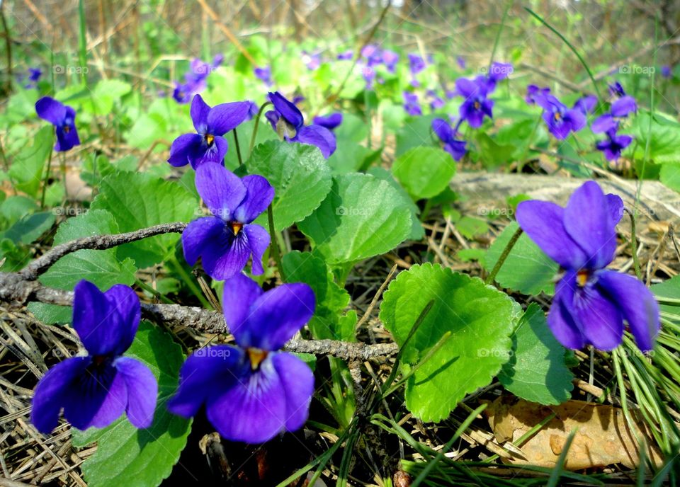 Flower, Nature, Flora, Leaf, Lilac