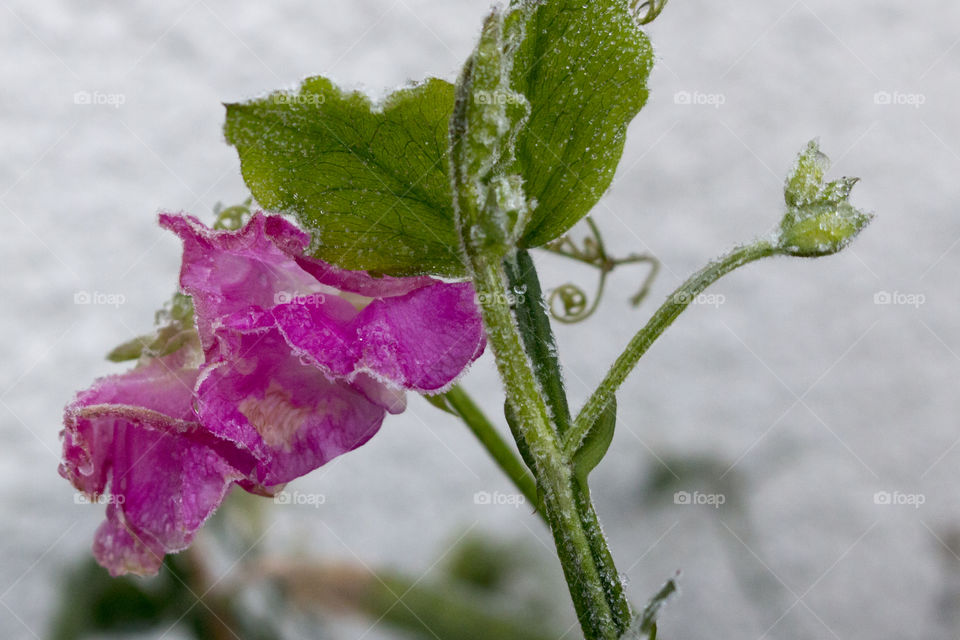 Close-up of frozen pink flower