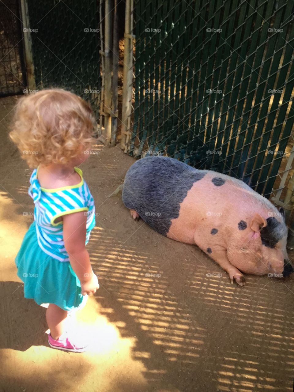 Piggy encounter 