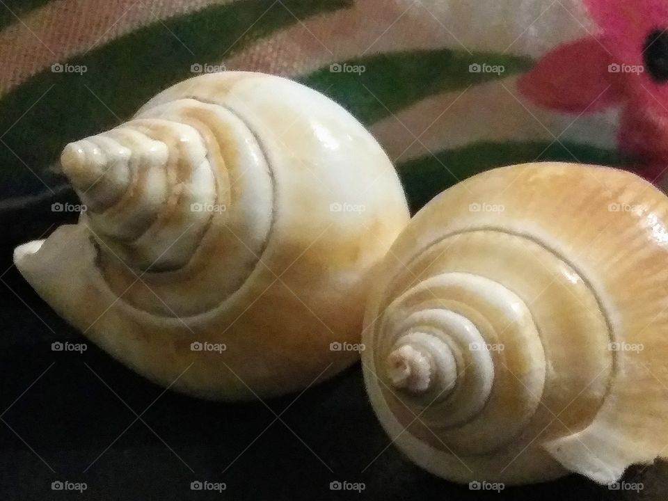 two shells