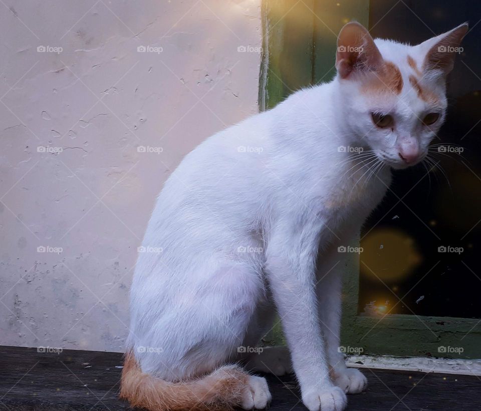 white cat sitting quietly waiting for breakfast