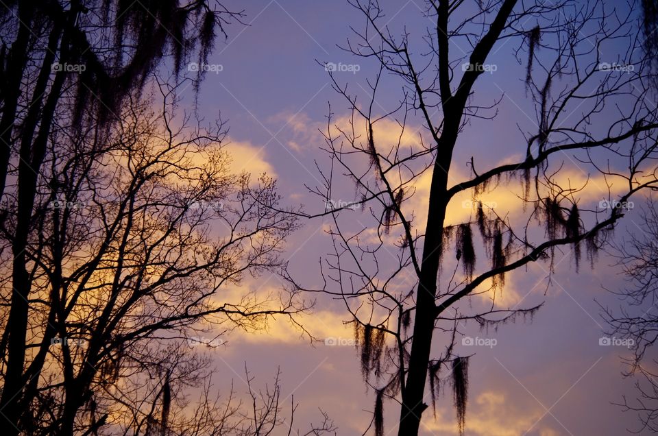 Sunrise With Spanish Moss