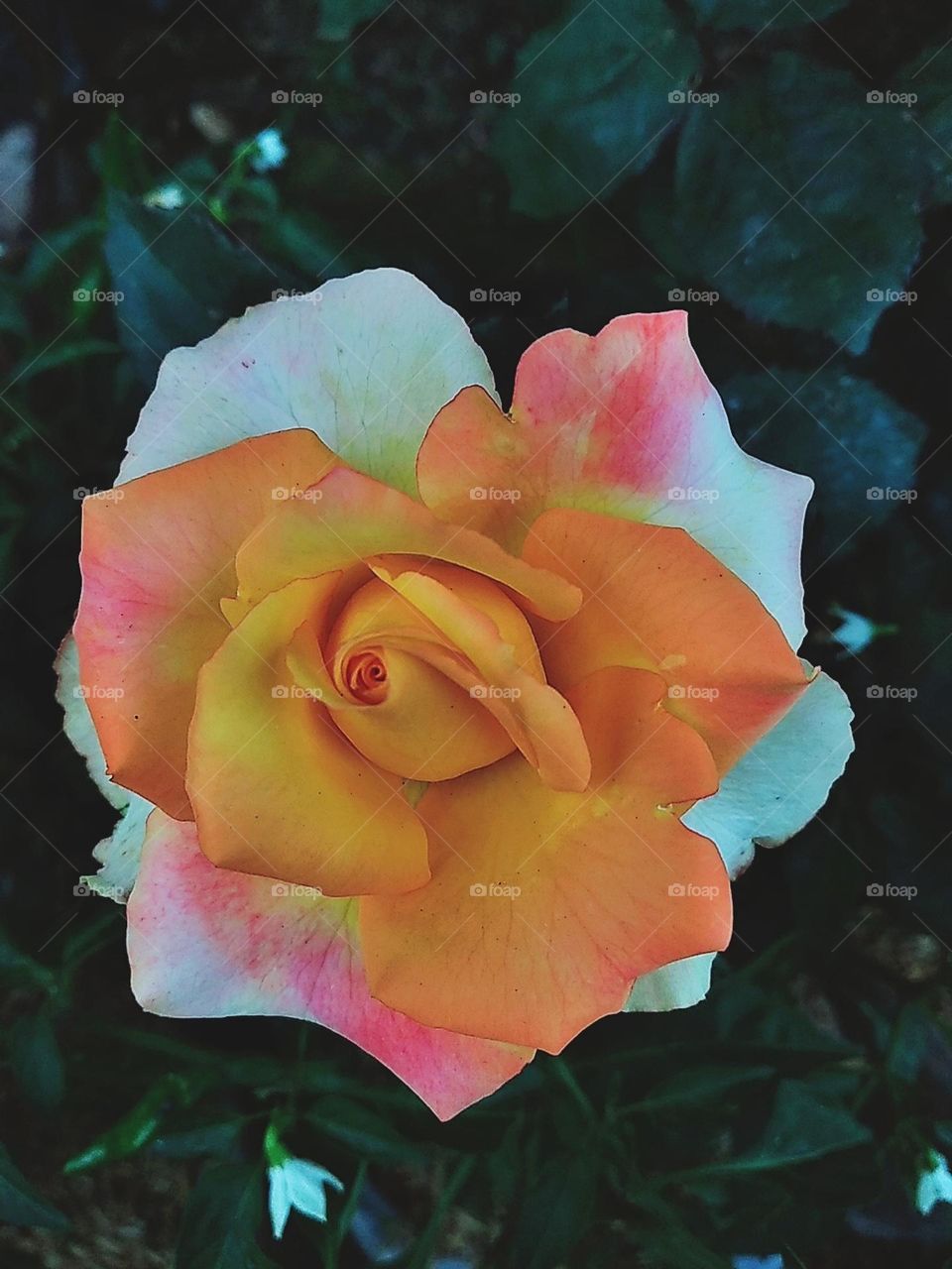 Orange white combination rose flower