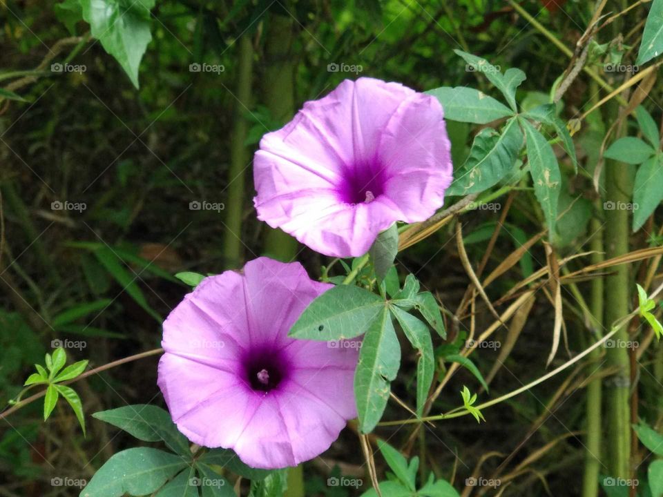 Twin Purple Flowers