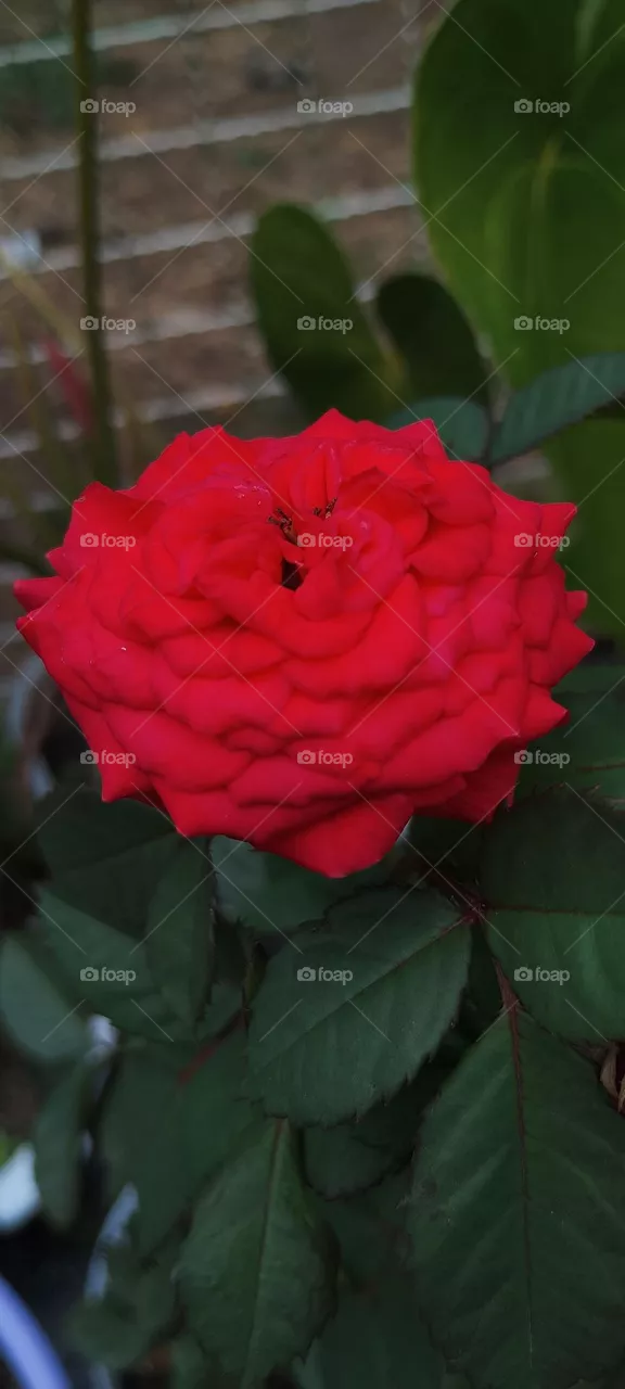 🌹 red roses